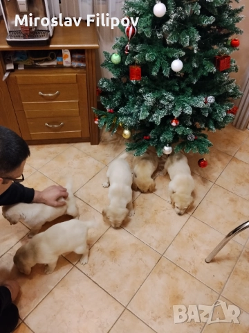 Лабрадор 3-мъжки 2-женски , снимка 4 - Лабрадор ретривър - 52869132