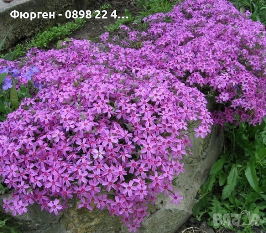 Флокс субулата (Phlox subulata) – пълзящ флокс, снимка 4 - Разсади - 37605672
