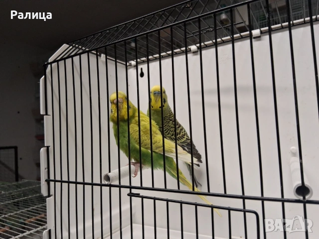 Вълнисти папагали чифт, снимка 3 - Папагали - 53446006