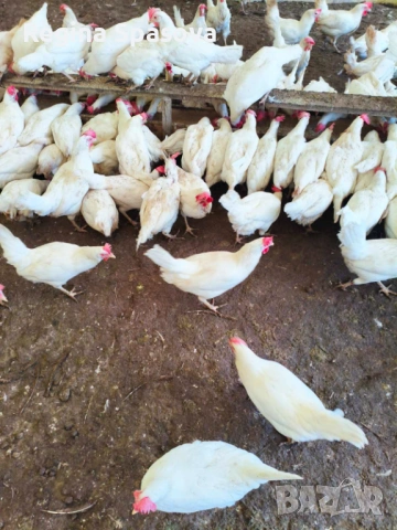 Продавам кокошки носачки 