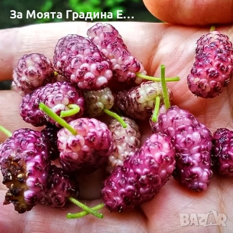 черница 3 вида, снимка 2 - Градински цветя и растения - 53617966