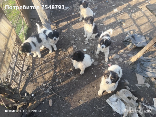 Каракачанки , снимка 12 - Каракачанска овчарка - 53824577