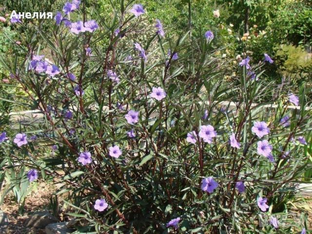 Руелия лилава, снимка 2 - Градински цветя и растения - 46400368