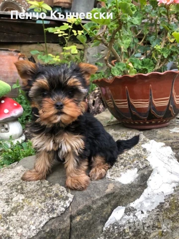 Мини Йоркширски териер, снимка 7 - Йоркширски териер - 47732082