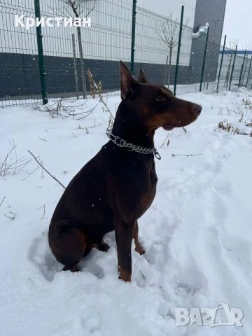 Продавам Чистокръвни Добермани , снимка 11 - Доберман - 53694238