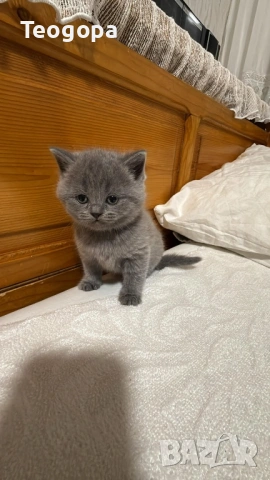 Котета, снимка 4 - Други - 54101284