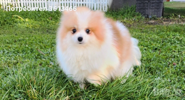 Миниатюрен мъжки померан с всички ваксини , снимка 4 - Померан - 52813586