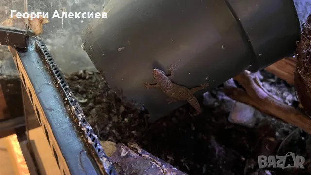 Гекон Лугубрис(Lepidodactylus lugubris), снимка 7 - Гекон - 48104511