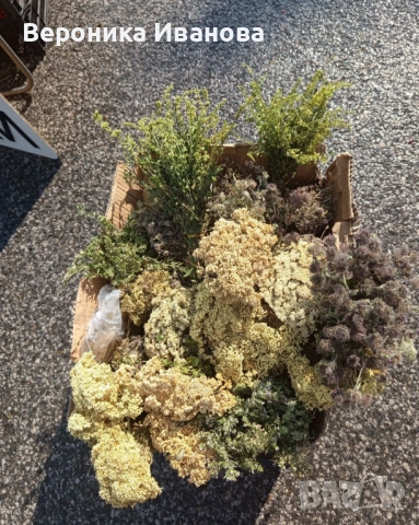 Чай от Родопите 