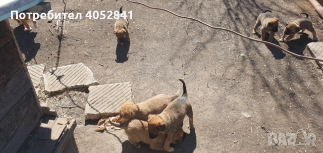 Белгийска овчарка, снимка 9 - Белгийска овчарка - 53830391