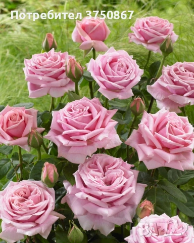 🌹 РОЗА 🌹 FREDERIC MISTRAL® Meitebros, снимка 4 - Градински цветя и растения - 53793066