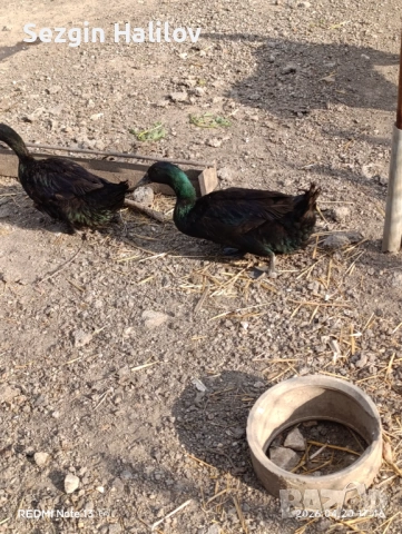 Каюга , снимка 7 - други­ - 54259015