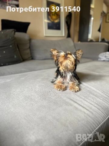 Йоркширски териер, снимка 5 - Йоркширски териер - 52524099