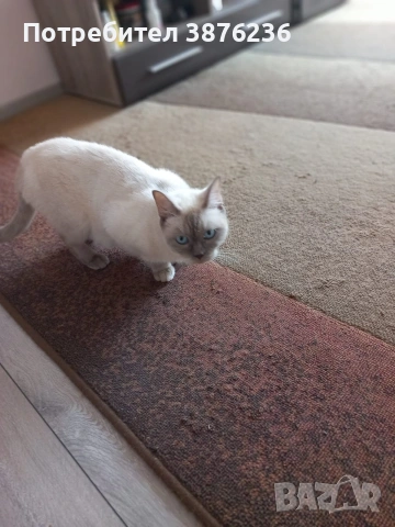 Британска късокосместа Колор пойнт , снимка 5 - Британска късокосместа - 53051504