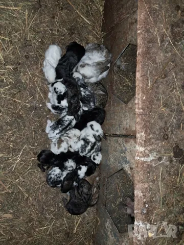 Продавам зайци , снимка 2 - Други животни - 49680440