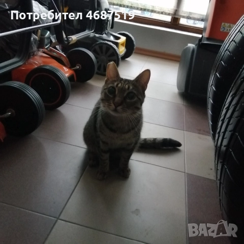 Търсим дом на Тъчи, снимка 2 - Други - 52847802