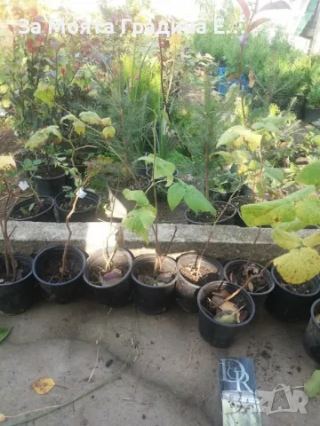 Жълта малина 5 Сорта , снимка 3 - Градински цветя и растения - 49492142