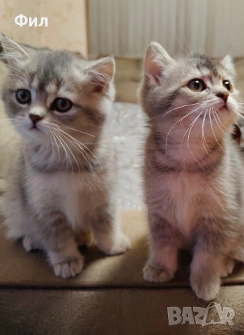 Британски котенца , снимка 2 - Британска късокосместа - 52723562
