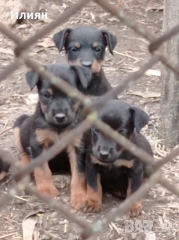Малки ягдтериерчета на 3 месеца , обезпаразитени и с всички необходими ваксини .