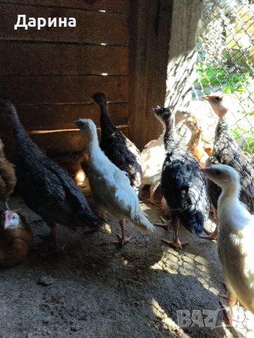 Ярки пилета и пуйчета, снимка 5 - Кокошки и пуйки - 46215741