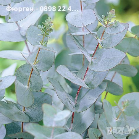 Евкалипт Гунни  - Eucalyptus Gunnii , снимка 3 - Разсади - 45271602
