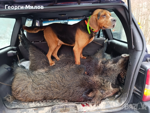 трицветен палаш гонче , снимка 3 - Гонче - 52801726