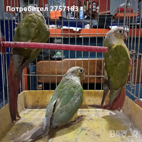 папагали пирура 3 бр 2025г, снимка 5 - Папагали - 53503068