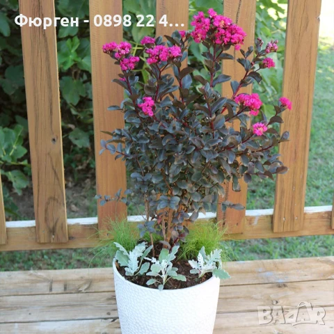 Индийски люляк Lagerstroemia indica Black Diamond Crimson red, снимка 3 - Разсади - 51236684