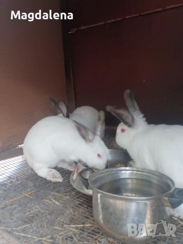 Калифорнийски зайчета , снимка 2 - Други - 51296656