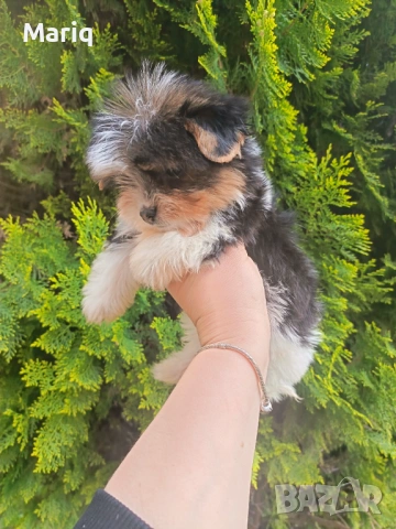 Бивер Йоркширски териер, снимка 8 - Други - 54296398