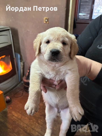 Лабрадор Редривър , снимка 6 - Лабрадор ретривър - 53390012