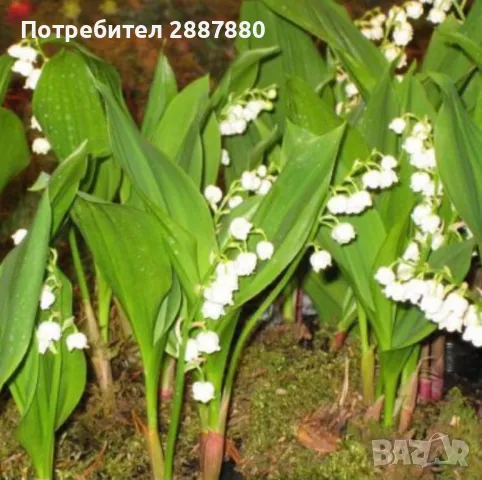 Момина сълза бяла, снимка 1