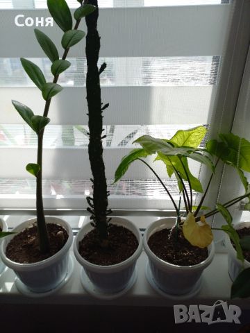Различни кактуси, снимка 15 - Стайни растения - 45350691