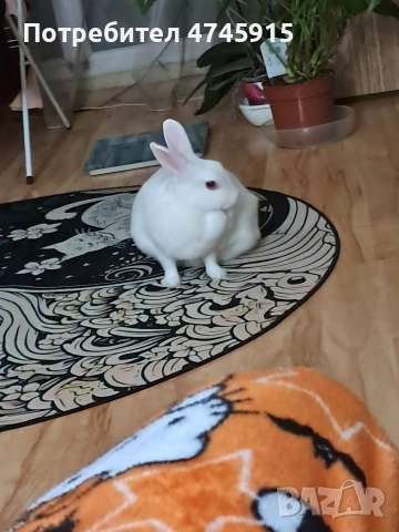 Подарявам декоративно зайче , снимка 14 - Декоративни зайчета - 53586707