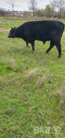 Бик Абърдийн ангус , снимка 4 - Крави - 52794227