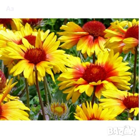 Продавам цветя Гайлардия – разсад в кофички за пролетно засаждане, различни цветове, снимка 11 - Разсади - 45343930