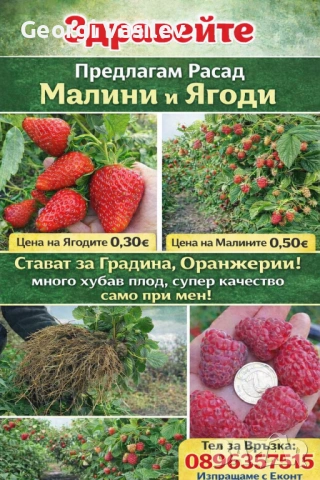  Расад малини и ягоди? *, снимка 2 - Разсади - 53774325