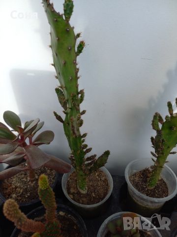 Различни кактуси, снимка 7 - Стайни растения - 45350691