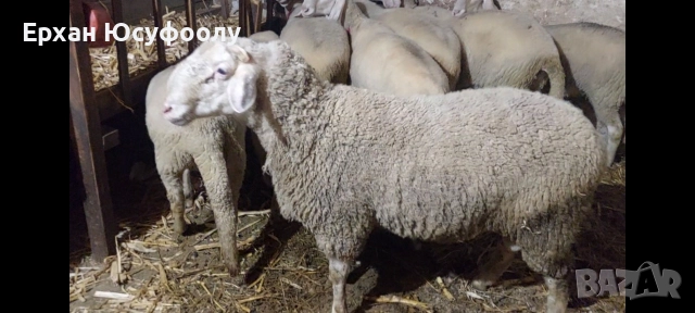 Овеннн, снимка 2 - Овце - 52726668