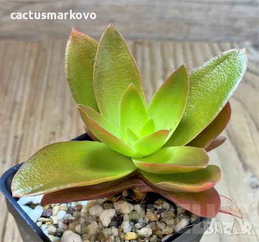 Crassula capitella ‘Campfire’, снимка 1 - Стайни растения - 48223637