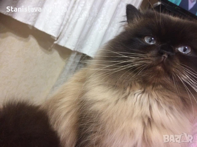 хималайска котка, снимка 1