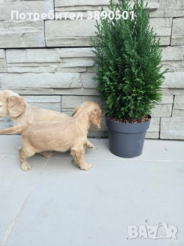 чистокръвни Кокер Шпаньоли, снимка 7 - Кокер шпаньол - 54005829