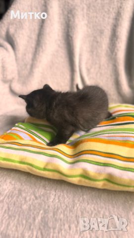 Шотландски котета , снимка 7 - Британска късокосместа - 45494950