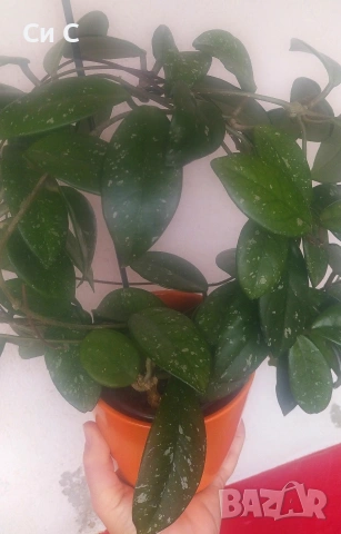 Ароматна 💯 ХОЯ, снимка 2 - Стайни растения - 50780172