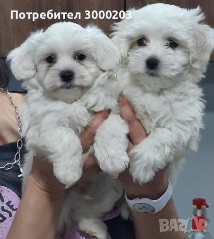 Малтийска болонка 