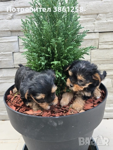 мини йоркширски териер