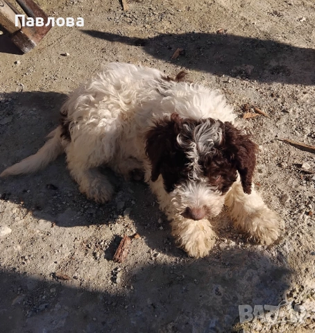 Продавам кученца лагото романьоло, снимка 4 - Други - 53065220
