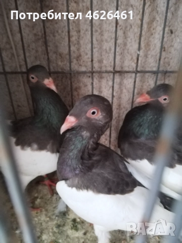 Датски летачи, снимка 8 - Гълъби - 52098870