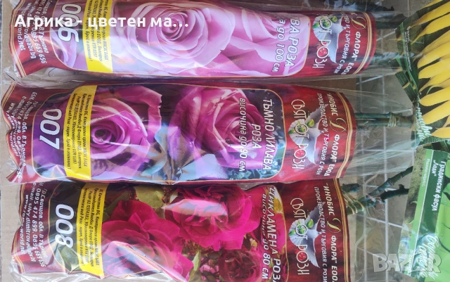 РОЗИ корени НОВО ЗАРЕЖДАНЕ от лицензиран разсадник , снимка 12 - Градински цветя и растения - 42675882