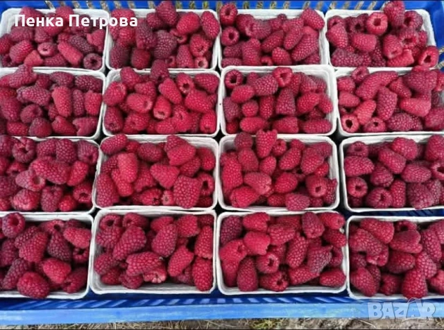 градински разсад, снимка 8 - Градински цветя и растения - 53715877